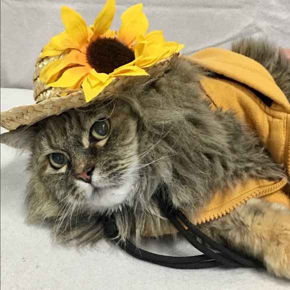 Dog photo - Picture 7 of 13